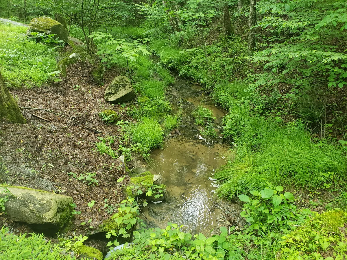 This image features a tranquil stream winding through lush greenery and rocks, evoking a peaceful, natural setting perfect for outdoor exploration and family picnics. The surrounding foliage and gentle water flow hint at opportunities for wildlife spotting and creekside adventures.