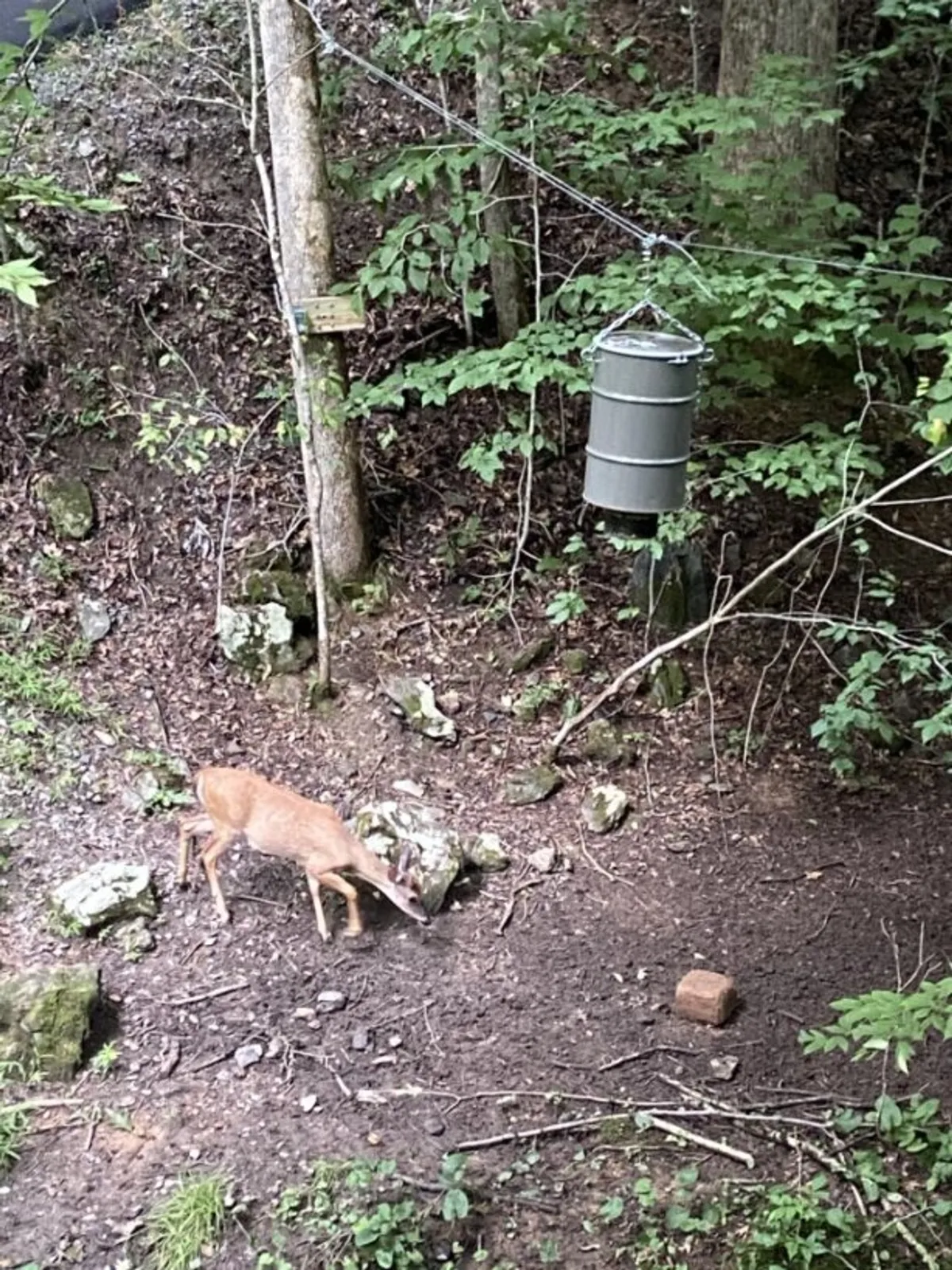 A deer stands near a hanging feeder, surrounded by dense foliage and scattered rocks. The setting feels tranquil and untouched, offering a direct window into the local wildlife and natural environment that envelops the property.