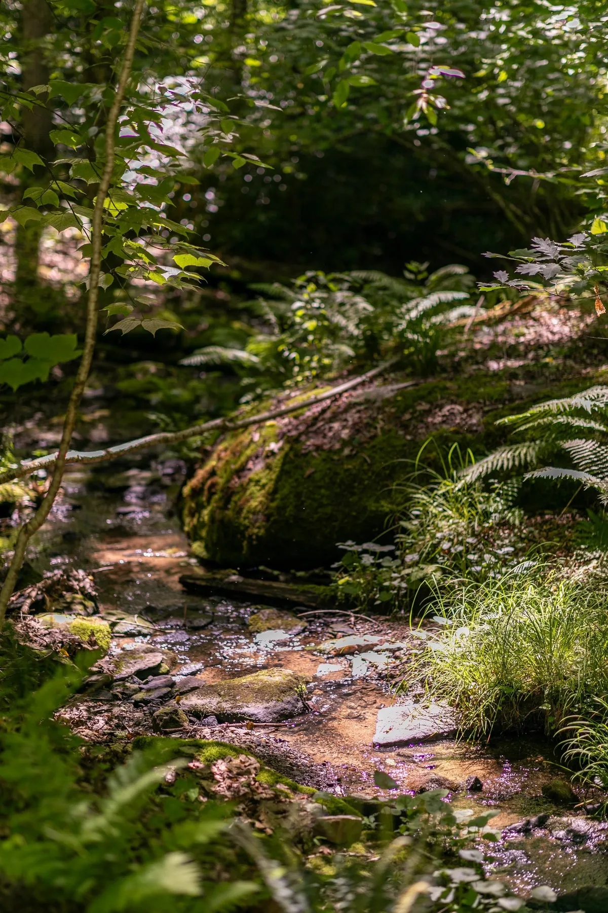 A flowing stream winds through moss-covered rocks and green ferns, evoking the peacefulness of the property’s creekside area. The scene invites nature walks, quiet meditation, and wildlife observation.
