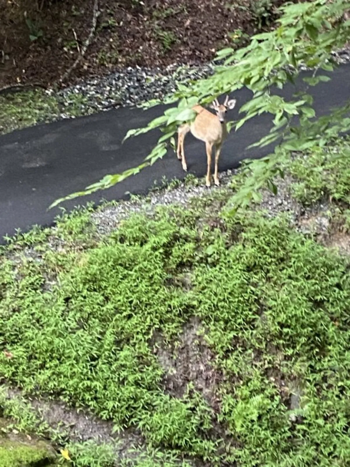 A serene scene of a deer standing near a leafy pathway enveloped by greenery, inviting families to observe wildlife up close and enjoy peaceful nature walks. The tranquil mood captures the essence of connecting with nature.